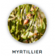 Macérat de bourgeons de myrtillier