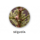 Macérat de bourgeons de séquoia