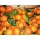 CLEMENTINES FEUILLES CORSE