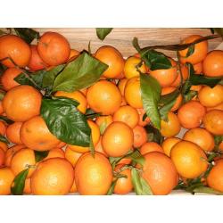 CLEMENTINES FEUILLES CORSE